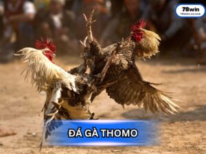 Đá Gà Thomo - "Thánh Địa" Của Những Trận Kê Huyền Thoại