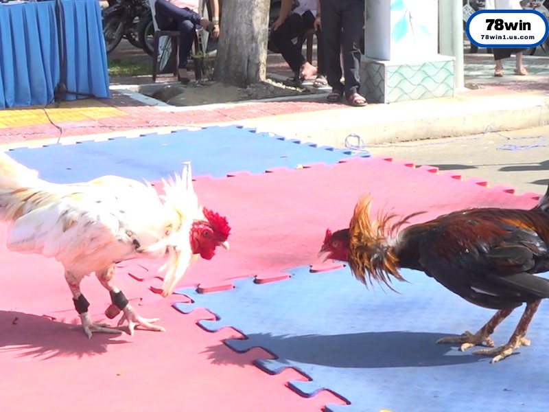 Hướng Dẫn Đọc Kèo Và Đặt Cược Đá Gà Cho Người Mới