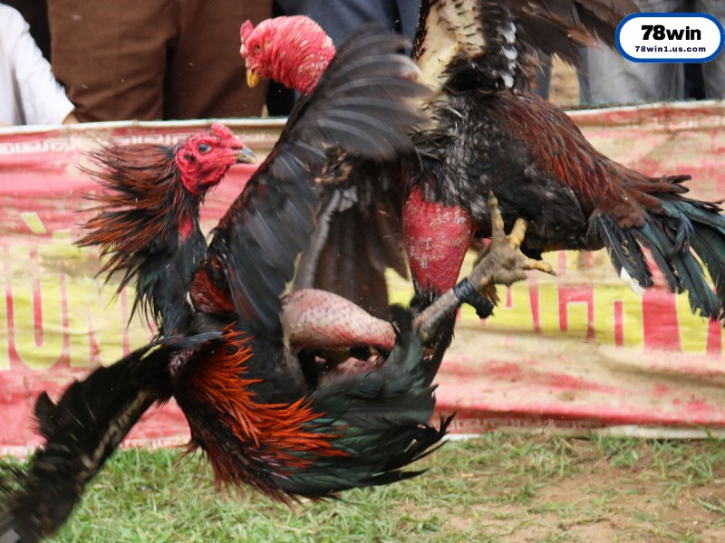 Luật Chơi Cơ Bản Tại Đấu Trường Thomo