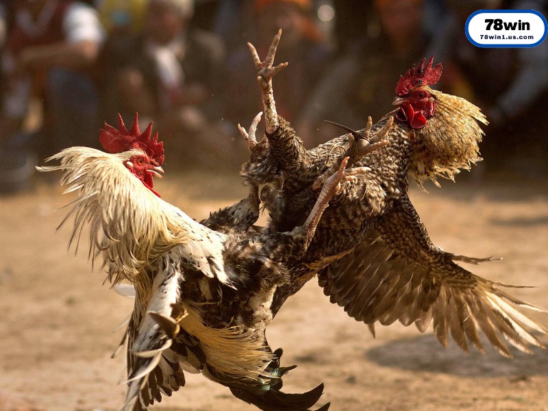 Lý Do Nên Chọn Đá Gà Trực Tiếp 78win Mà Không Phải Nơi Khác?